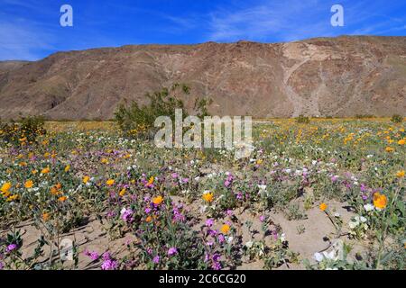 Wildflowers, Anza-Borrego Desert State Park, Borrego Springs, California, USA Stock Photo