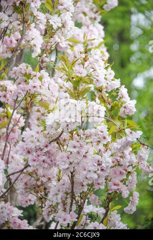 Saeulen-Zierkirsche, Prunus serrulata Amanogawa, Column ornamental cherry, Prunus serrulata Amanogawa Stock Photo