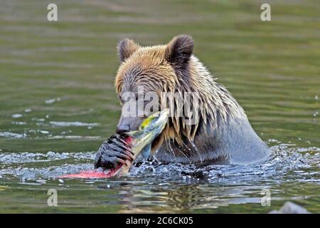 Grizzly Bear in a river eating salmon fish. Stock Photo