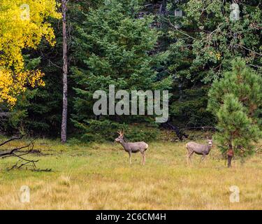 Two stags amongst autumn foliage. White Mountains, Arizona. Stock Photo