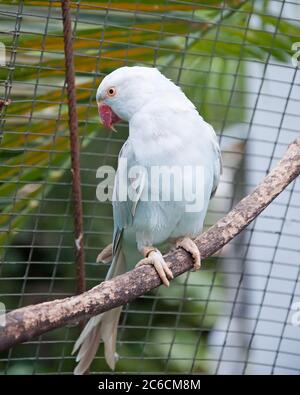 Indian ringneck parakeet parrot (psittacula kramen var)I sits on a tree branch. Stock Photo
