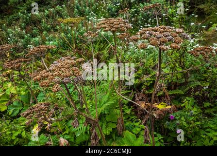 Plants growing just up off the coast in the Olympic National Park Coastal Strip, Washington, USA. Stock Photo