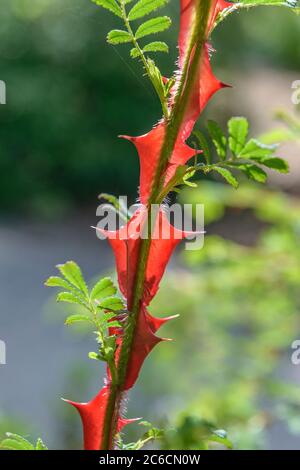 Stacheldrahtrose, Rosa sericea f. pteracantha, Barbed Rose, Rosa sericea f. Pteracantha Stock Photo