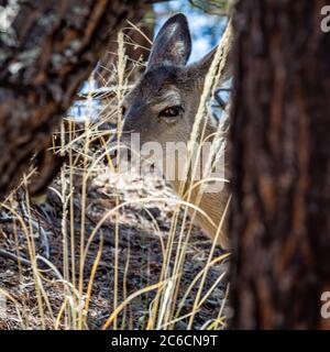 A Mule Deer doe peering from behind a tree and grass. Chiricahua National Monument in southern Arizona. Stock Photo