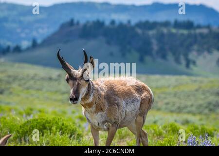 Pronghorn in the field of Yellowstone National Park, Wyoming Stock Photo