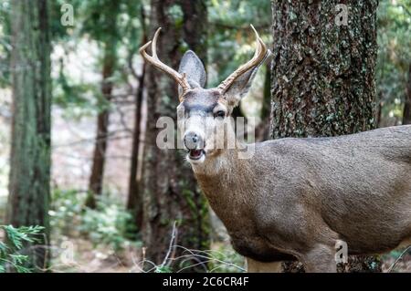 Mule Deer Feeding in Yosemite National Park Stock Photo