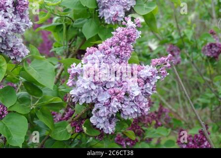 Edel-Flieder (Syringa vulgaris 'Katherine Havemeyer' Stock Photo - Alamy