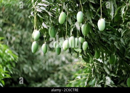 Fresh Green Mango hanging on mango tree Stock Photo