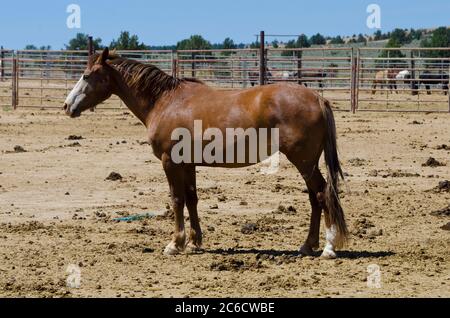 Wild Mustang horses captured and held in pens, at BLM Wild Horse ...