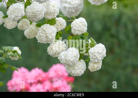 Echter Schneeball, Viburnum opulus Roseum, Real snow, Viburnum opulus roseum Stock Photo
