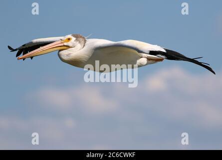Full bodied close up of an American White Pelican flying above fluffy white clouds with a blue sky background. Stock Photo