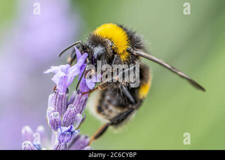 Bumblebee on a Blooming purple lavender flower and green grass in meadows or fields Blurry natural background Soft focus. Stock Photo