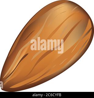 Edible walnut almonds used in cooking. Vector illustration. Stock Vector