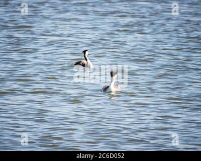 Close up shot of a cute Clark's grebe at Las Vegas, Nevada Stock Photo