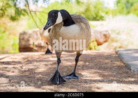 Canada goose outlet outlet vegas