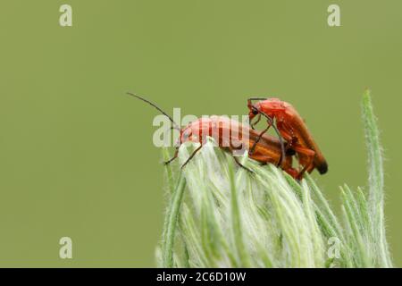 A mating pair of pretty Common red soldier Beetle, Rhagonycha fulva, perching on a plant. Stock Photo