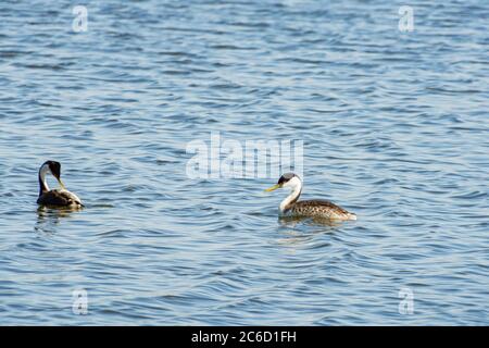 Close up shot of a cute Clark's grebe at Las Vegas, Nevada Stock Photo