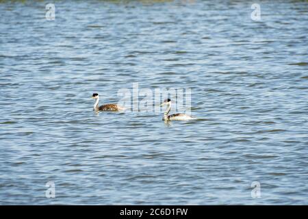 Close up shot of a cute Clark's grebe at Las Vegas, Nevada Stock Photo