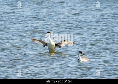 Close up shot of a cute Clark's grebe at Las Vegas, Nevada Stock Photo