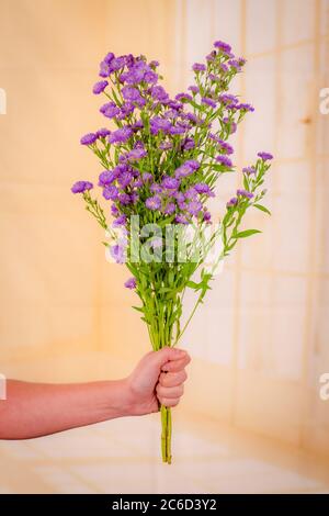 A bouquet of Astee Blue Summer flowers variety, studio shot, purple flowers. Stock Photo
