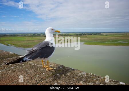 Close-up of a seagull on the walls of Mont Saint Michel in France. Stock Photo