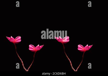 beautiful flower isolated on black background Stock Photo