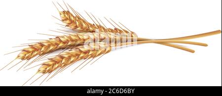 Ears of wheat in vector 3D realistic illustration. Ripe grain clipart for packaging design: bread, beer, kvass, pastries. Stock Vector