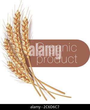 Ears of wheat in vector 3D realistic illustration. Ripe grain clipart for packaging design: bread, beer, kvass, pastries. Stock Vector