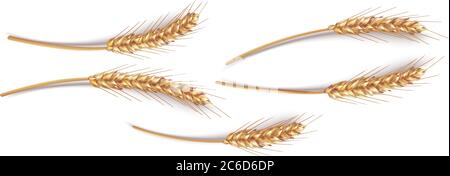 Ears of wheat in vector 3D realistic illustration. Ripe grain clipart for packaging design: bread, beer, kvass, pastries. Stock Vector