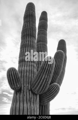 Close up at a saguaro cactus (Carnegiea gigantea), Saguaro National Park, Arizona, USA. Stock Photo