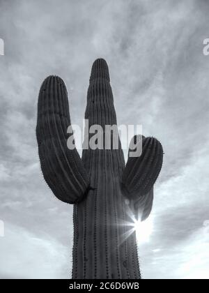 Close up at a saguaro cactus (Carnegiea gigantea), Saguaro National Park, Arizona, USA. Stock Photo