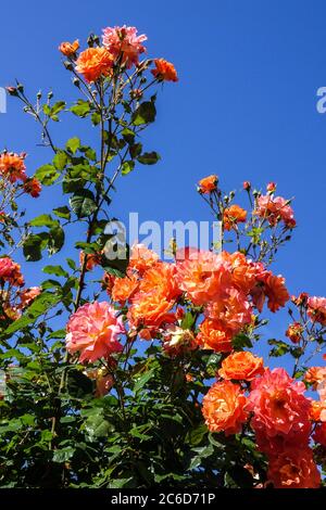 Orange Rambler rose, Rosa Westerland climbing roses Stock Photo - Alamy