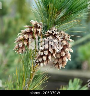 Schwerins Kiefer, Pinus schwerinii, Schwerins pine, Pinus schwerinii Stock Photo