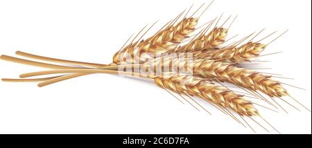 Ears of wheat in vector 3D realistic illustration. Ripe grain clipart for packaging design: bread, beer, kvass, pastries. Stock Vector
