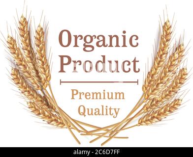 Ears of wheat in vector 3D realistic illustration. Ripe grain clipart for packaging design: bread, beer, kvass, pastries. Stock Vector
