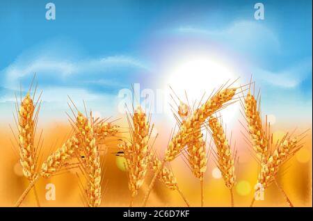 Ears of wheat in vector 3D realistic illustration. Ripe grain clipart for packaging design: bread, beer, kvass, pastries. Stock Vector