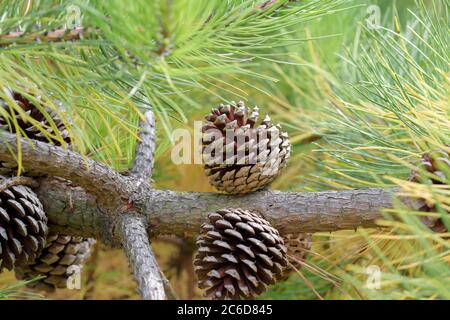 Weihrauch-Kiefer, Pinus taeda var. rigida, Loblolly pine, Pinus taeda var. Rigida Stock Photo