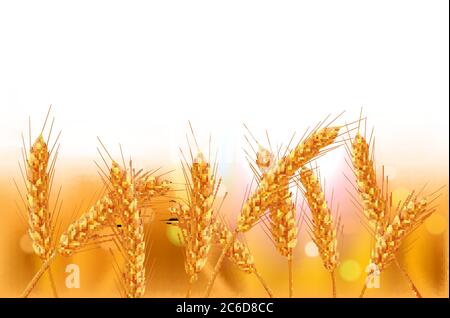 Ears of wheat in vector 3D realistic illustration. Ripe grain clipart for packaging design: bread, beer, kvass, pastries. Stock Vector