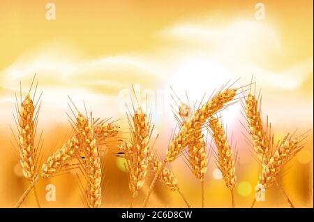 Ears of wheat in vector 3D realistic illustration. Ripe grain clipart for packaging design: bread, beer, kvass, pastries. Stock Vector