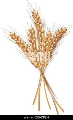 Ears of wheat in vector 3D realistic illustration. Ripe grain clipart for packaging design: bread, beer, kvass, pastries. Stock Vector