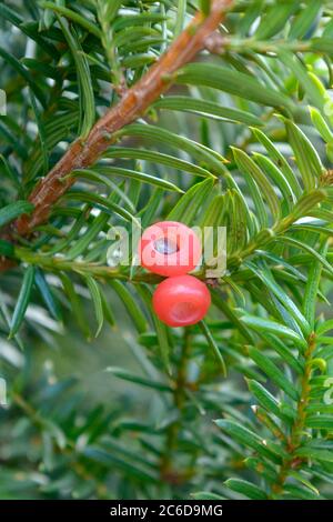 Japanische Eibe, Taxus cuspidata f. nana, Japanese yew, Taxus cuspidata f. Nana Stock Photo