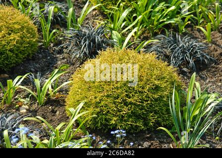 Gelber Zwerg-Lebensbaum, Thuja occidentalis Golden Tuffet, Yellow Dwarf, Thuja occidentalis Golden Tuffet Stock Photo