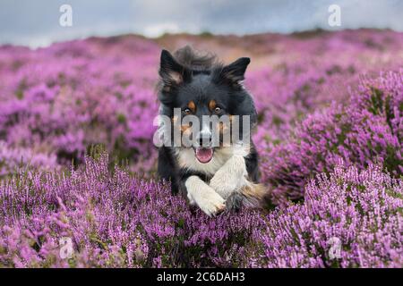 Brande Stock Photo