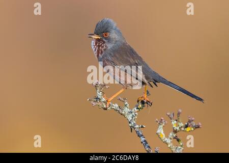 Singing male Dartford Warbler (Sylvia undata undata) in Italy. Perched in top of some moss covered twigs.