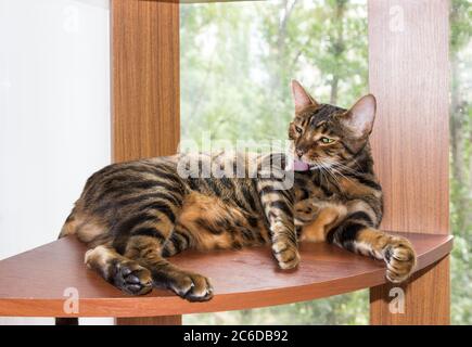 Golden cat breed toyger washes, lying on wooden shelf near window on summer day. Stock Photo