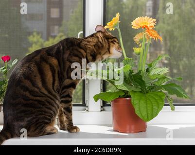 Cat breed toyger sits on window sill and sniffs gerbera flower in flowerpot. Stock Photo