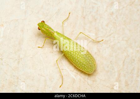 Leaf backed mantis, Neomantis hyalina, Satara, Maharashtra, India Stock Photo