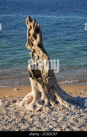 Tree stump, reains of old tree on beach, Corfu, Greece Stock Photo