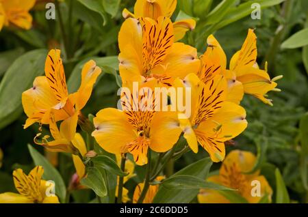 Alstroemeria 'Golden Delight'