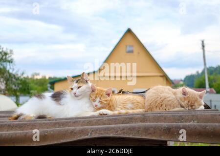 Fluffy multi-colored mom cat gently hugs a red kitten. A family of cats sleeps on a rooftop outdoors on a cloudy day. Parental love of animals. Stock Photo
